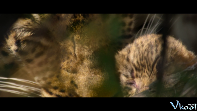 Xem Phim Sống Cùng Báo Hoa - Living With Leopards - Vkool.Net - Ảnh 3
